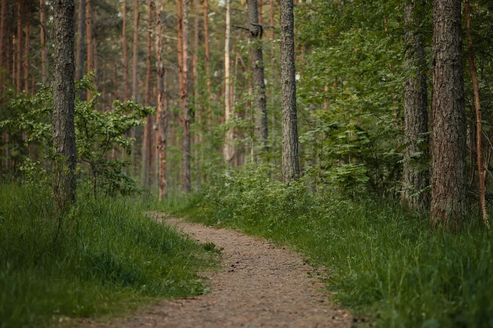 A quiet green forest pathway winding through trees, the kind of calm activity that can replace scrolling